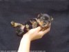 tou piti mimi mignon